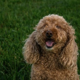 a dog sitting outdoors
